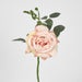 Queen Rose 35cm Blush Pink - Pack of 12