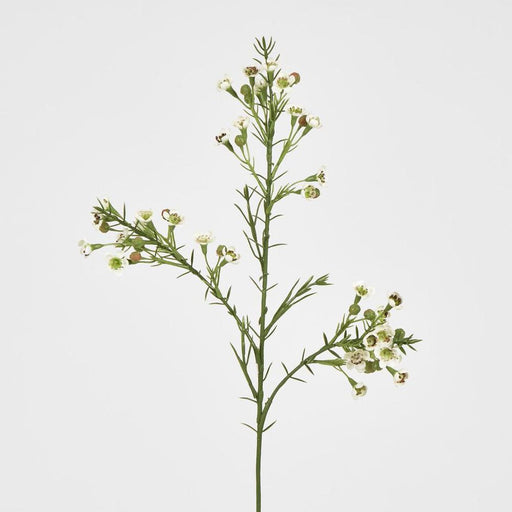 Wax Flower Cream 64cm - Pack of 12