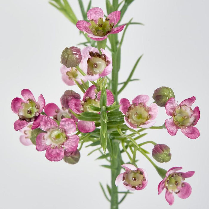 Wax Flower Dark Pink 64cm - Pack of 12