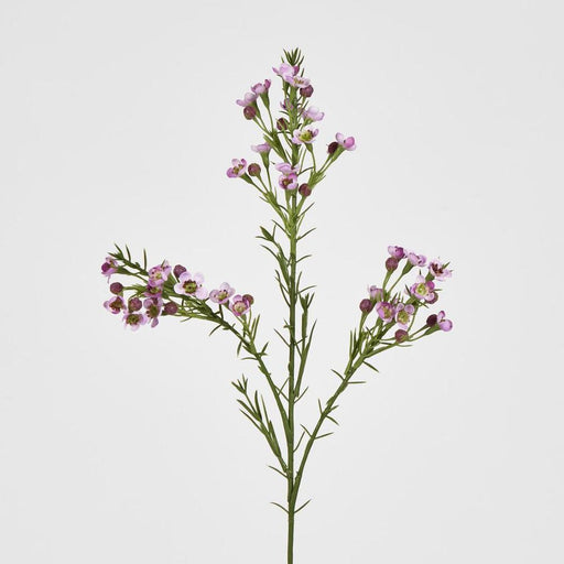 Wax Flower Lilac 64cm Purple - Pack of 12
