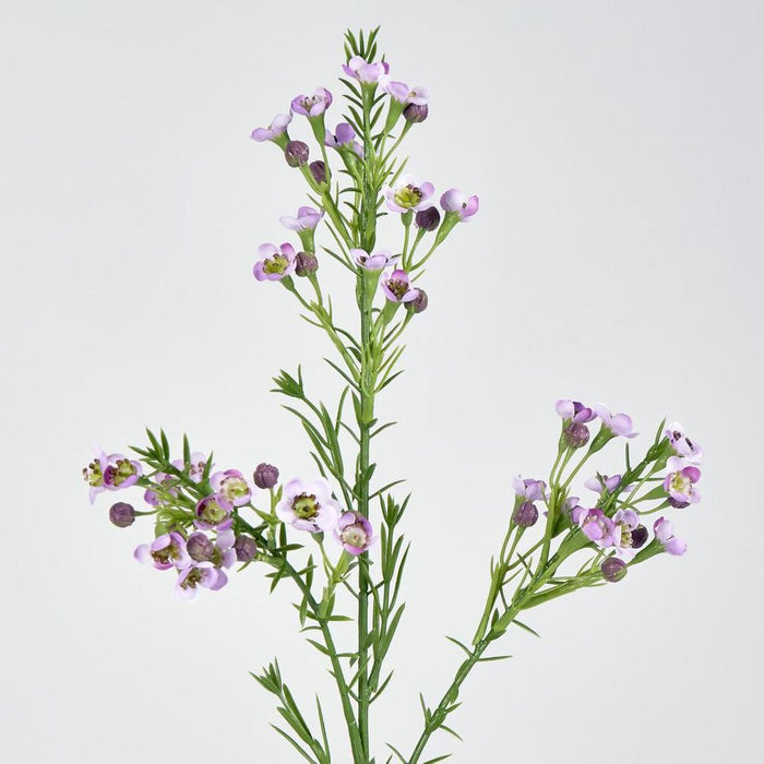 Wax Flower Lilac 64cm Purple - Pack of 12