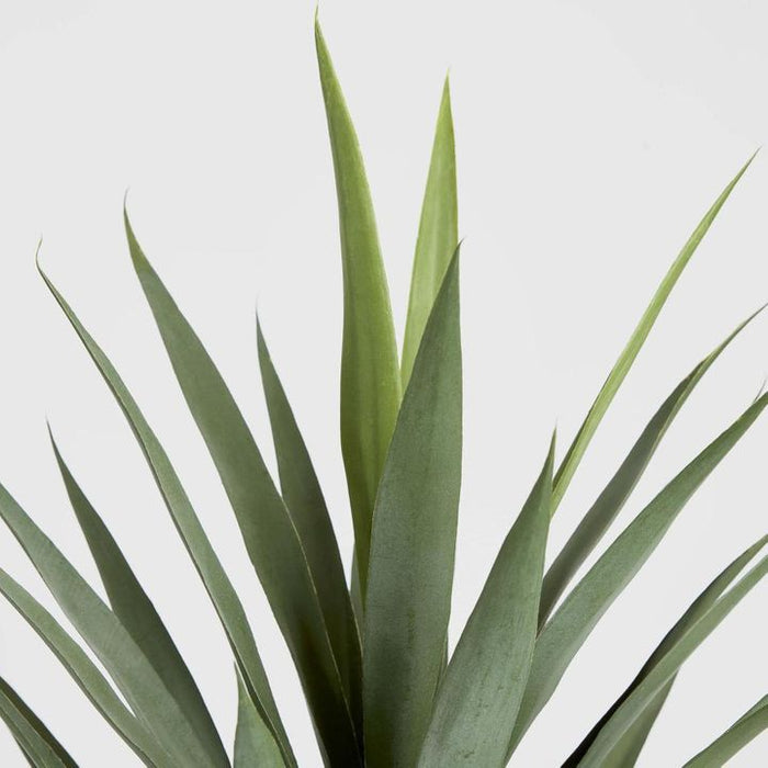 Yucca Head Green 78cm