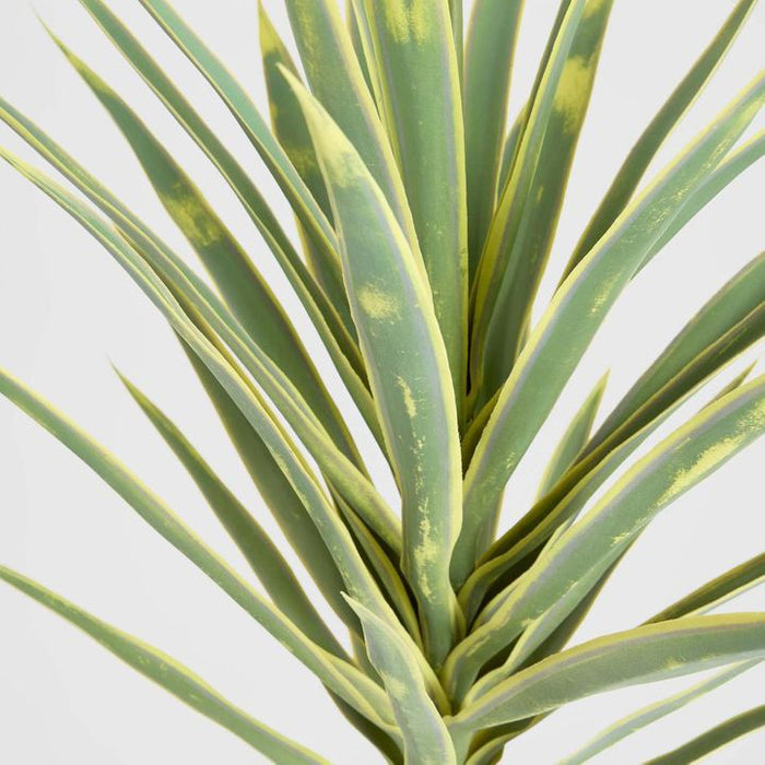 Yucca Head Green and Yellow 78cm