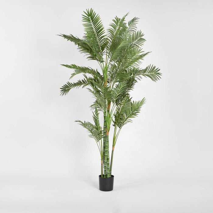 Parlour Palm Tree Twisted Trunk 180cm