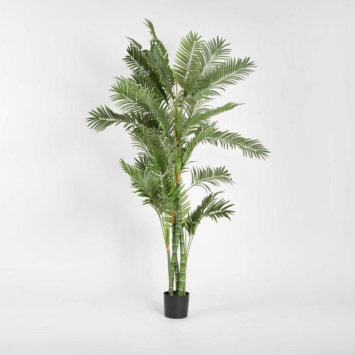 Parlour Palm Tree Twisted Trunk 180cm