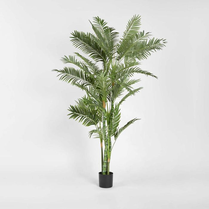 Parlour Palm Tree Twisted Trunk 180cm