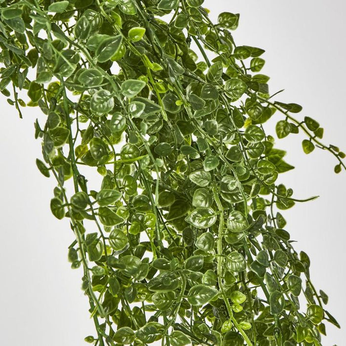 Maidenhair Fern Hanging Bush Green - Pack of 6