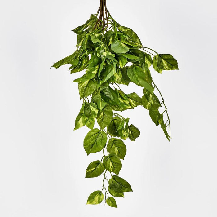 Hanging Pothos Plant Green 75cm – Pack Of 6