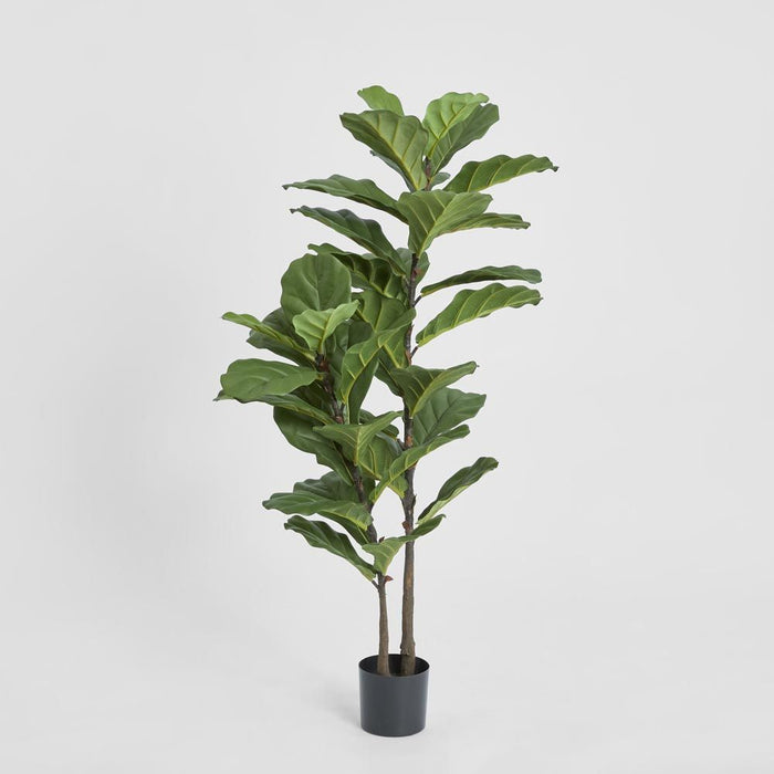 Fiddle Leaf Tree 113cm