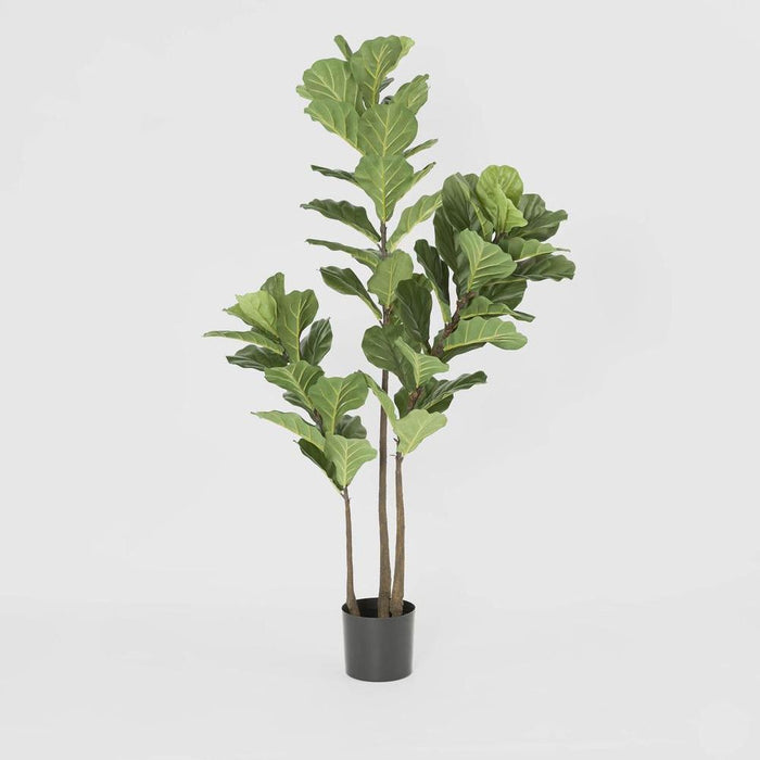 Fiddle Leaf Tree 3 Stems 168cm