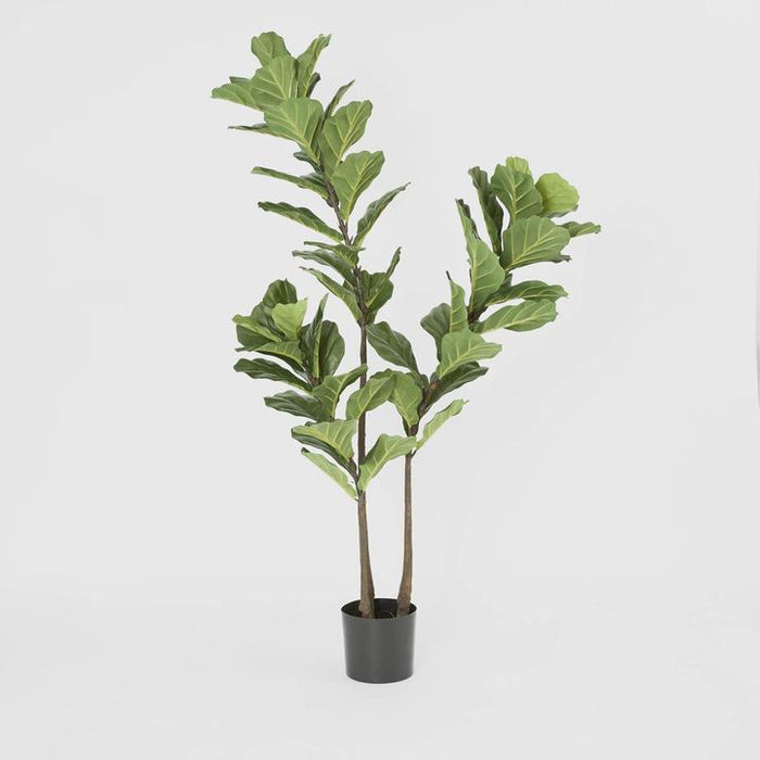 Fiddle Leaf Tree 3 Stems 168cm