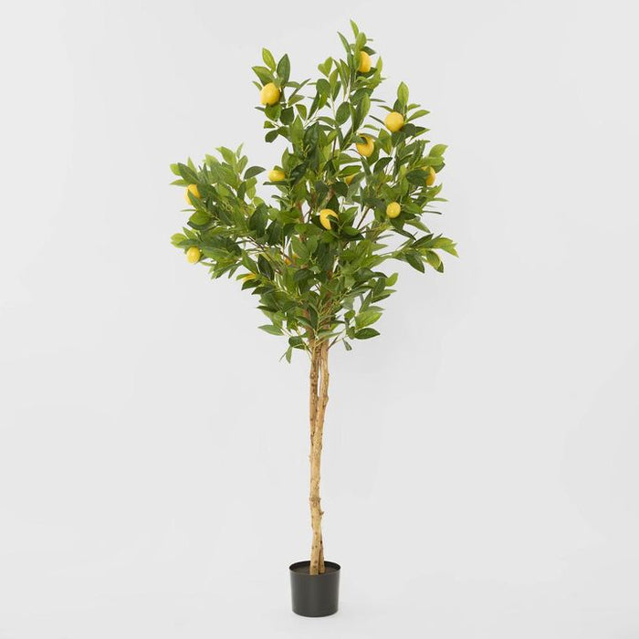 Lemon Tree Real Trunk Green 170cm