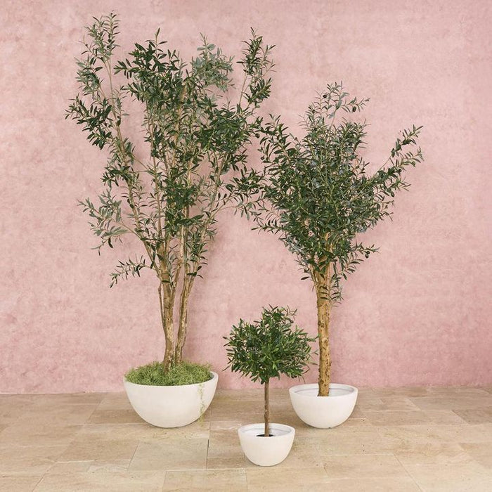 Verdant Olive Tree Green 180cm