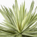 Soft Touch Potted Sisal Plant 68cm Green