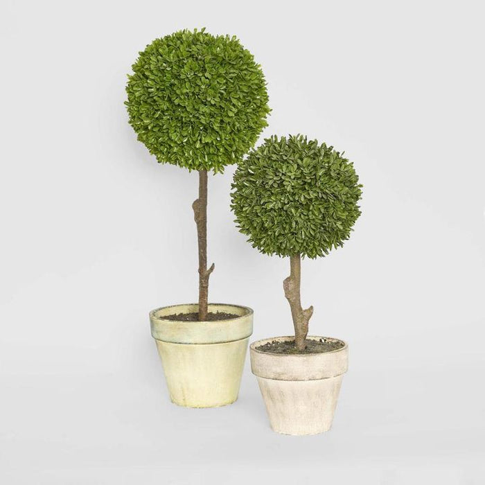 Boxwood Topiary 47cm Set of 2