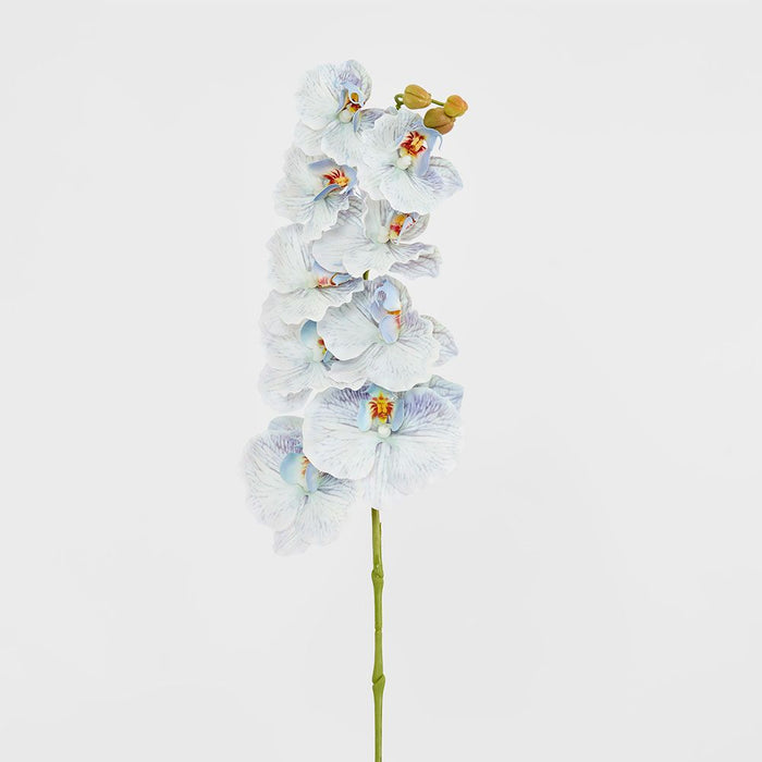 Ripple Phalaenopsis Stem Blue Blue 99cm Pack of 12