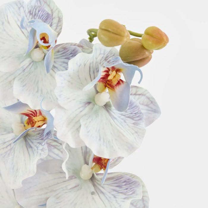 Ripple Phalaenopsis Stem Blue Blue 99cm Pack of 12