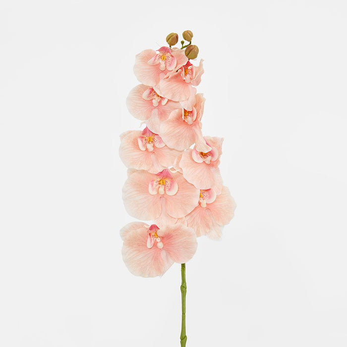 Ripple Phalaenopsis Stem Peach Peach 99cm Pack of 12