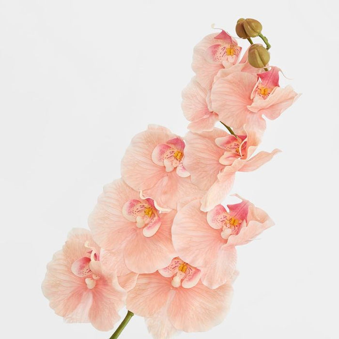 Ripple Phalaenopsis Stem Peach Peach 99cm Pack of 12