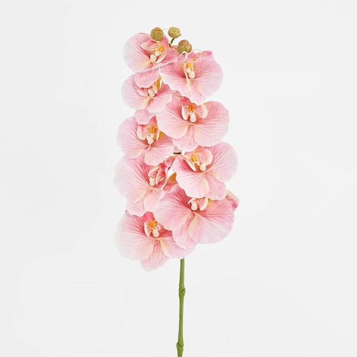 Ripple Phalaenopsis Stem Pink Pink 99cm Pack of 12