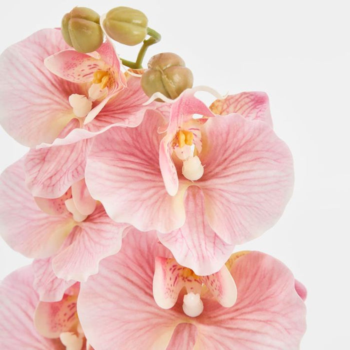 Ripple Phalaenopsis Stem Pink Pink 99cm Pack of 12