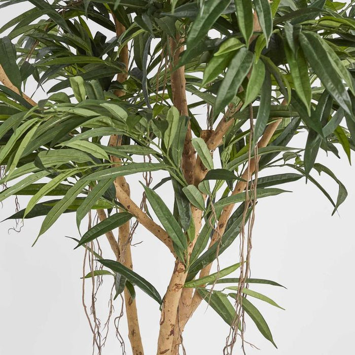 Longifolia Tree Green 210cm