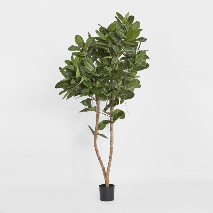 Audrey Ficus Tree Green 180cm