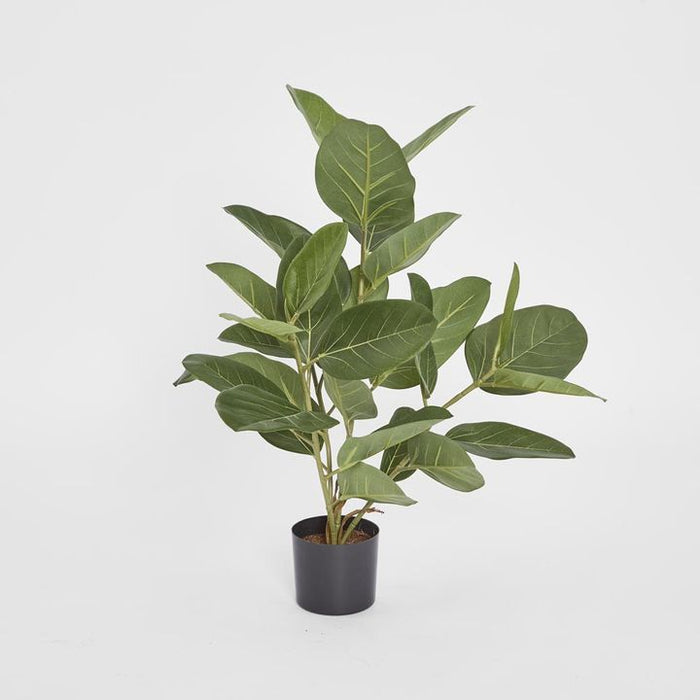 Potted Audrey Ficus Tree Green 64cm