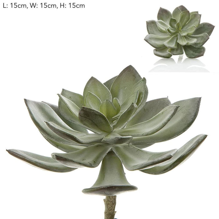 Succulent Pearl Pick Grey 15cm Pack of 12