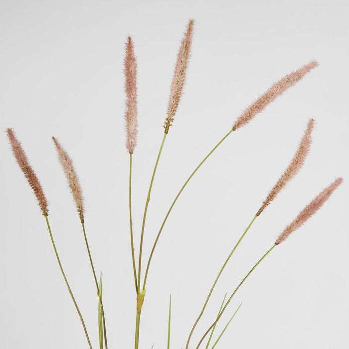 Foxtail Pink Spray - Pack of 12