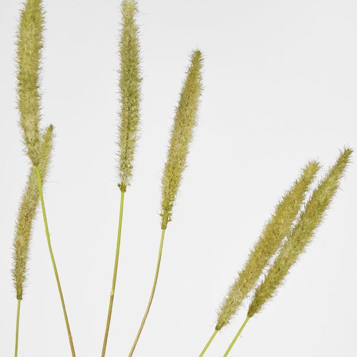 Foxtail Green Spray - Pack of 12