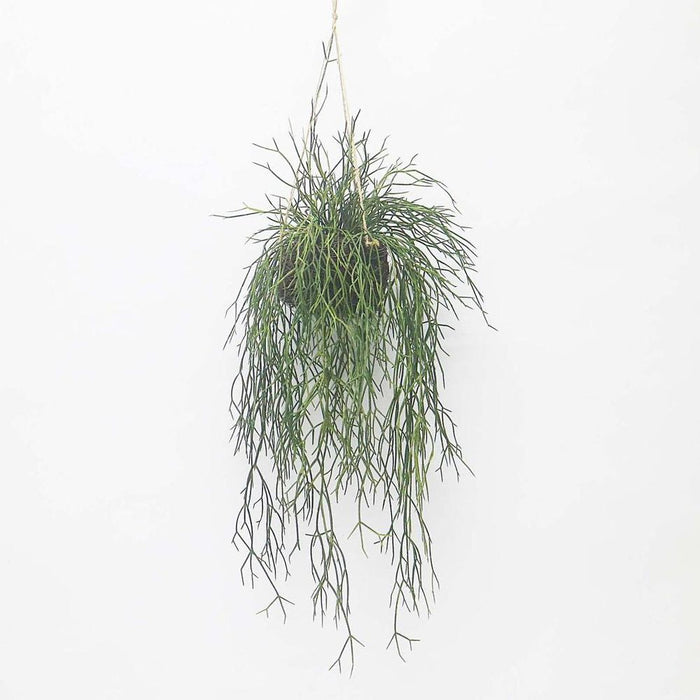 Sea Grass Vine Hanging 100cm