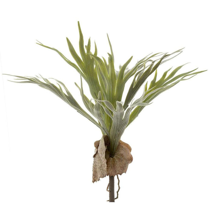 Staghorn Stem 40cm Pack of 12