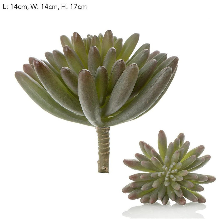 Succulent Spray Burgundy 17cm Pack of 12