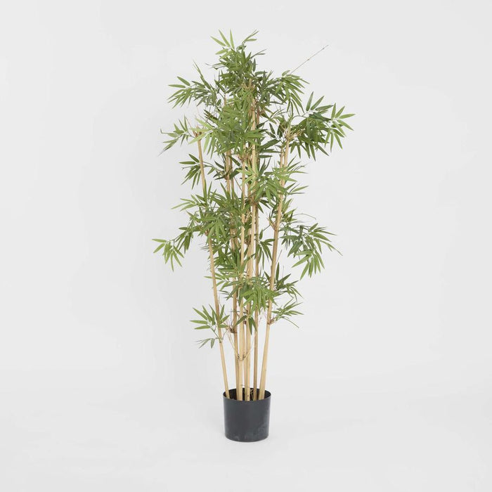 Japanese Bamboo Tree 120cm