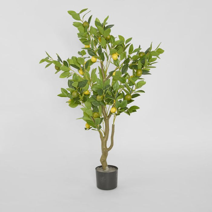 Lemon Tree 120cm