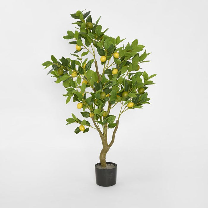 Lemon Tree 120cm