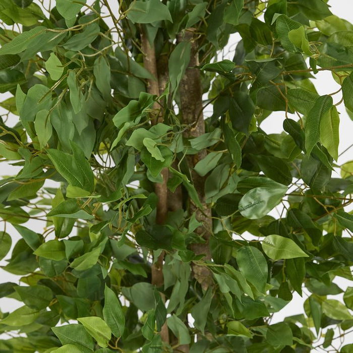 Ficus Tree 160cm Green