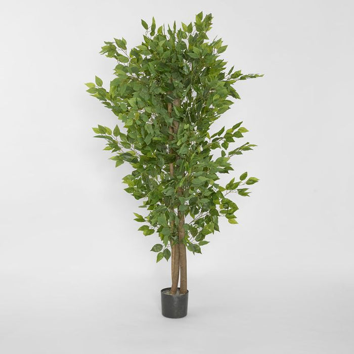 Ficus Tree 160cm Green
