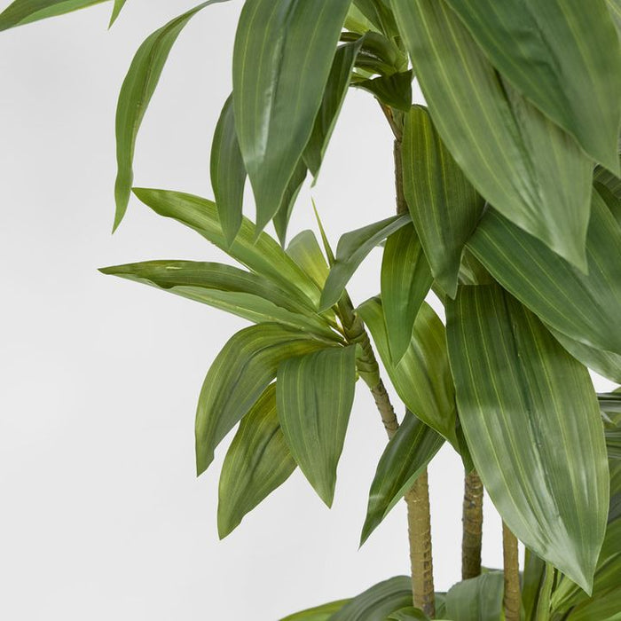 Dracaena Tree 150cm Green