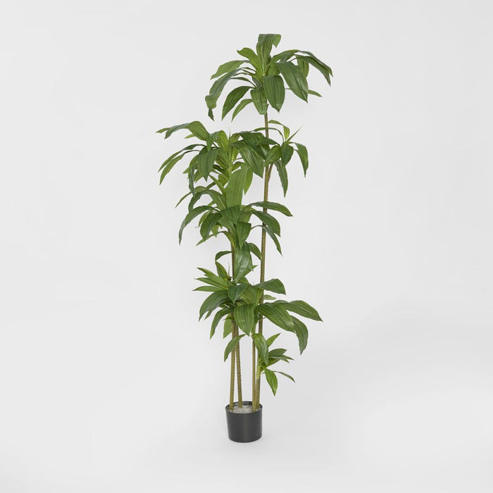 Dracaena Tree 150cm Green