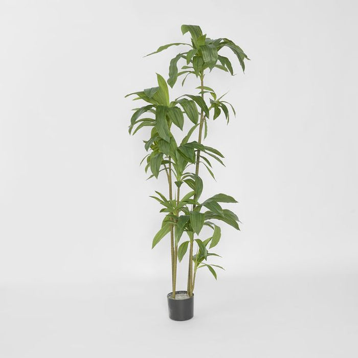Dracaena Tree 150cm Green