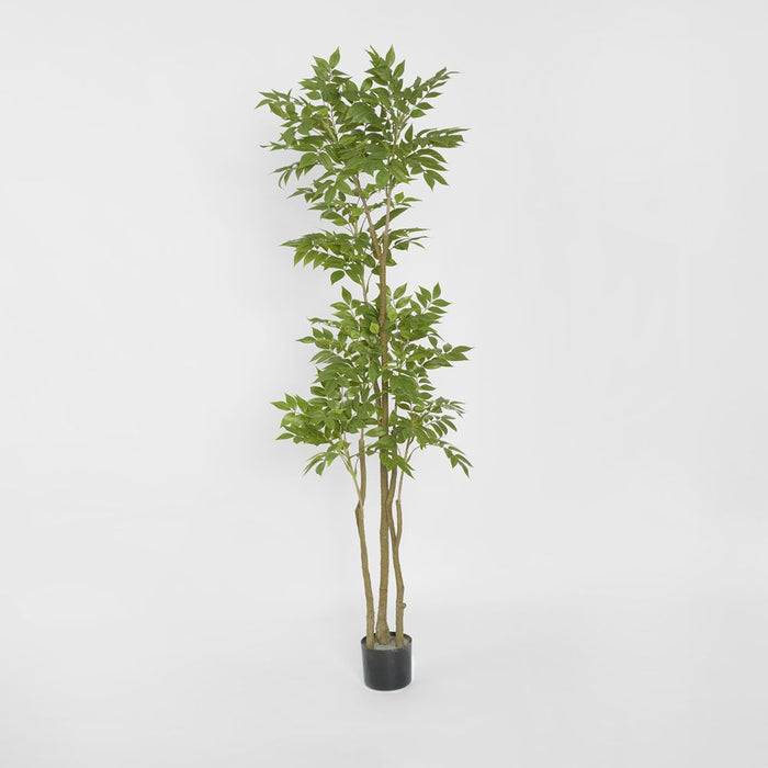 Japanese Lacquer Tree Green 170cm