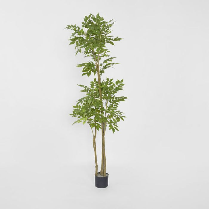 Japanese Lacquer Tree Green 170cm