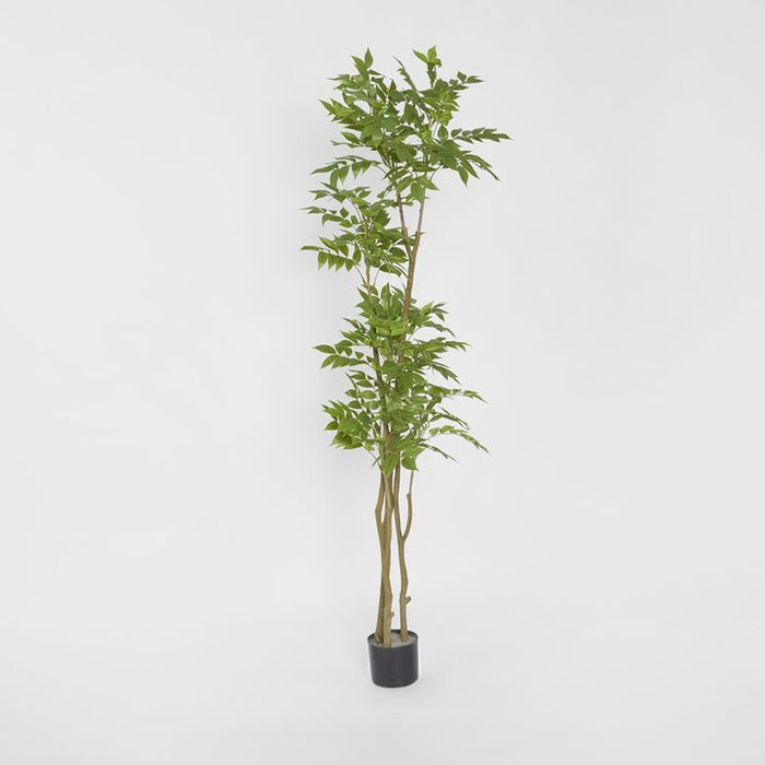 Japanese Lacquer Tree Green 170cm