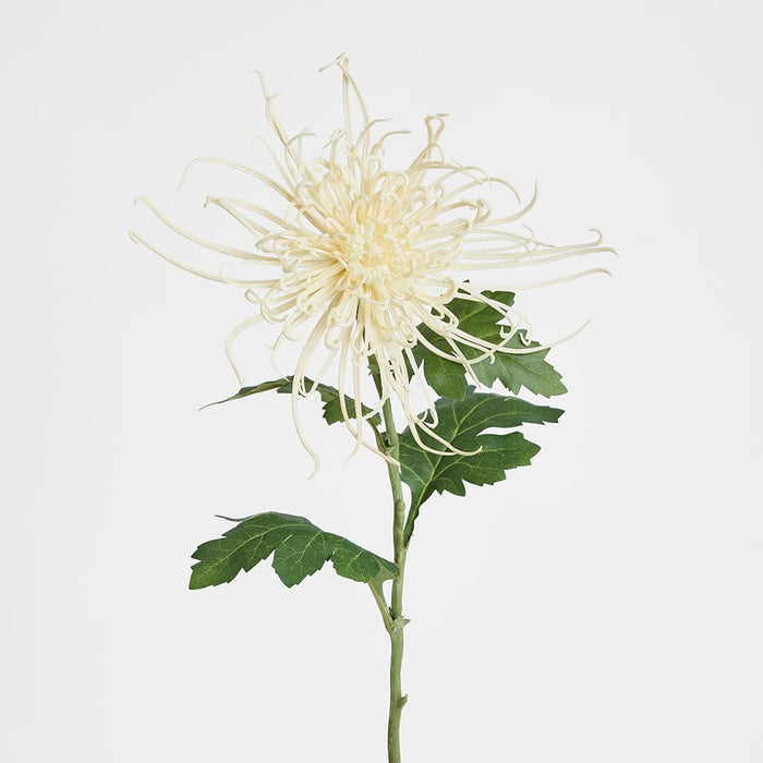 Spider Mum Floral Stem 71cm Cream - Pack of 12