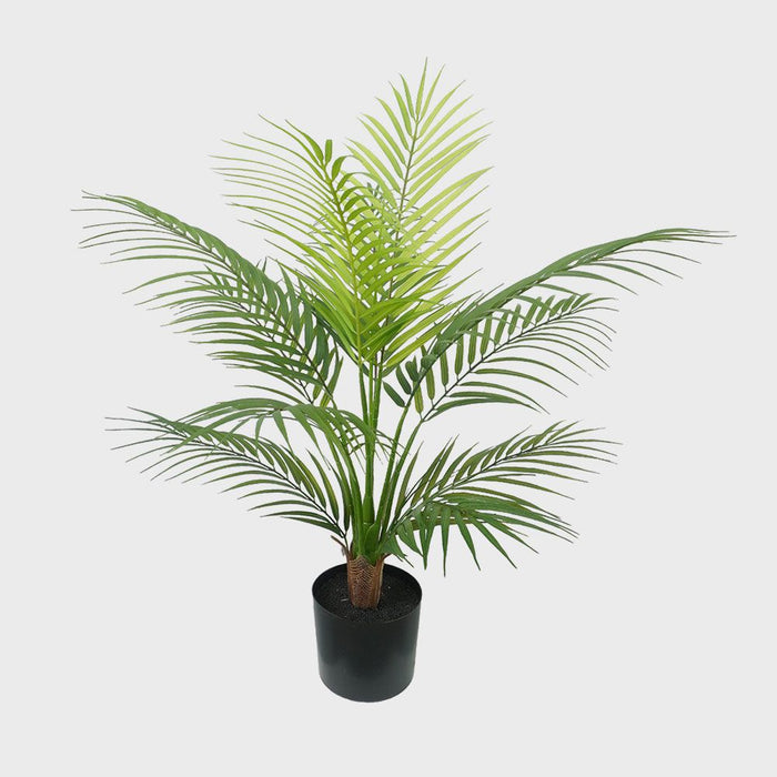 Areca Palm In Black Plastic Pot 60cm