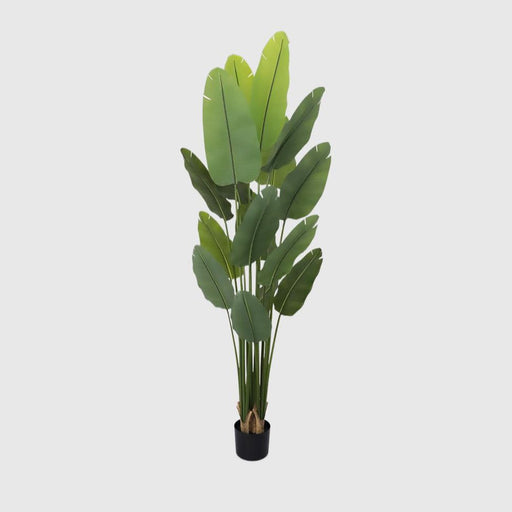 Bird of Paradise Real Touch 240cm