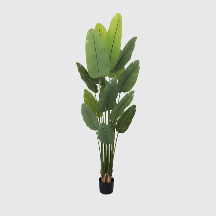 Bird of Paradise Real Touch 240cm
