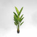 Bird of Paradise Real Touch 160cm